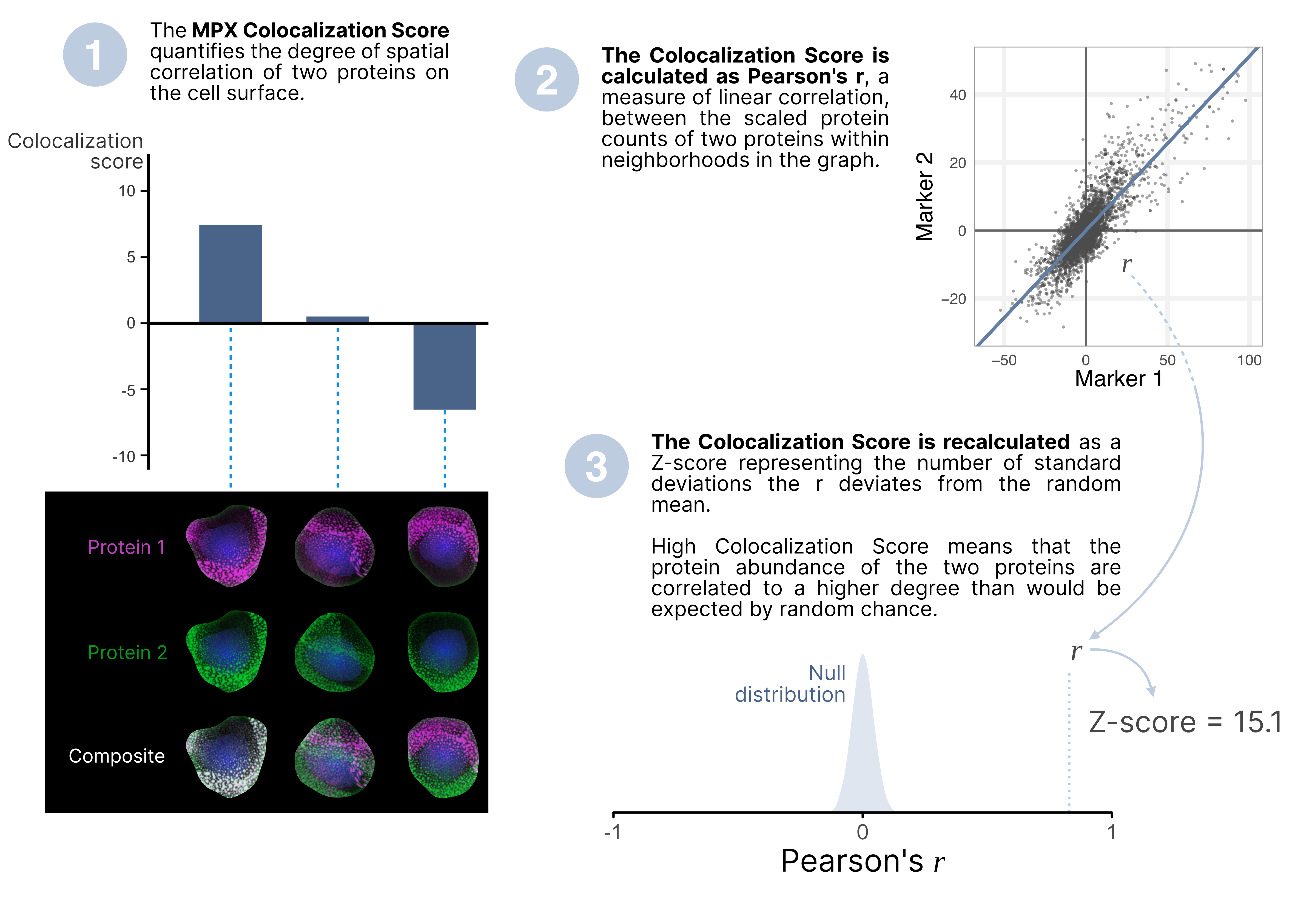 Colocalization Score Explained