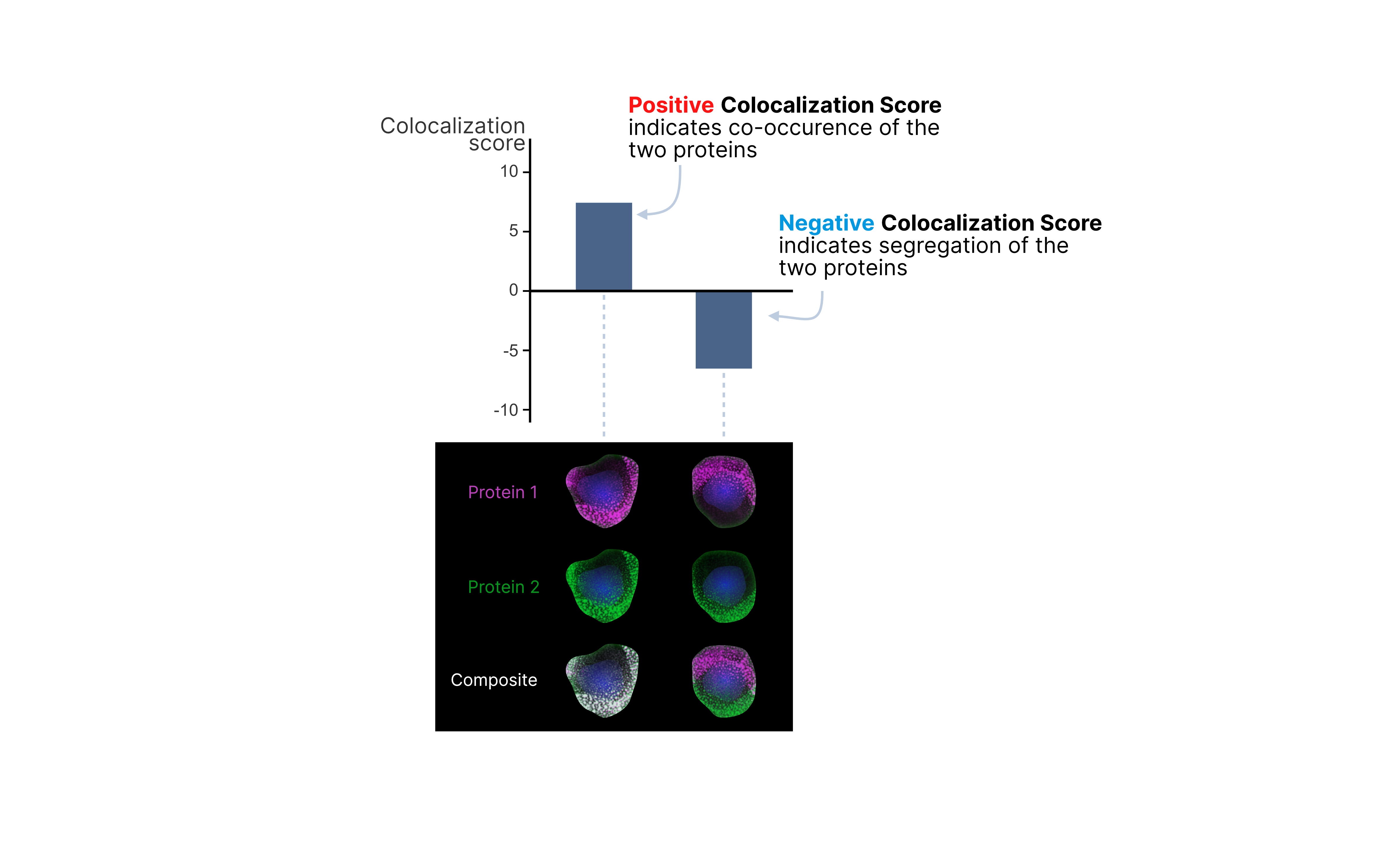 Colocalization Score Explained