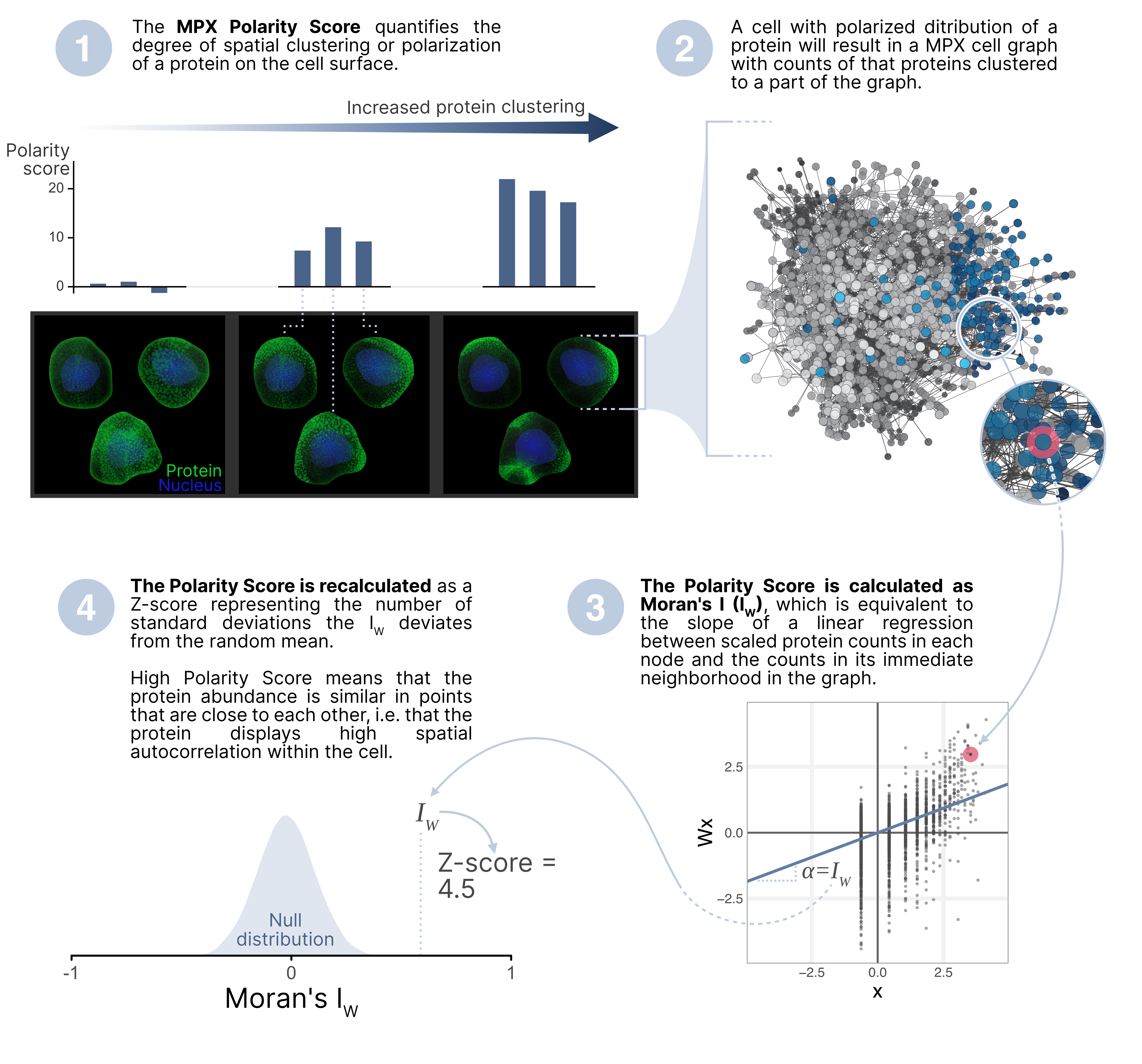 Polarity Score Explained