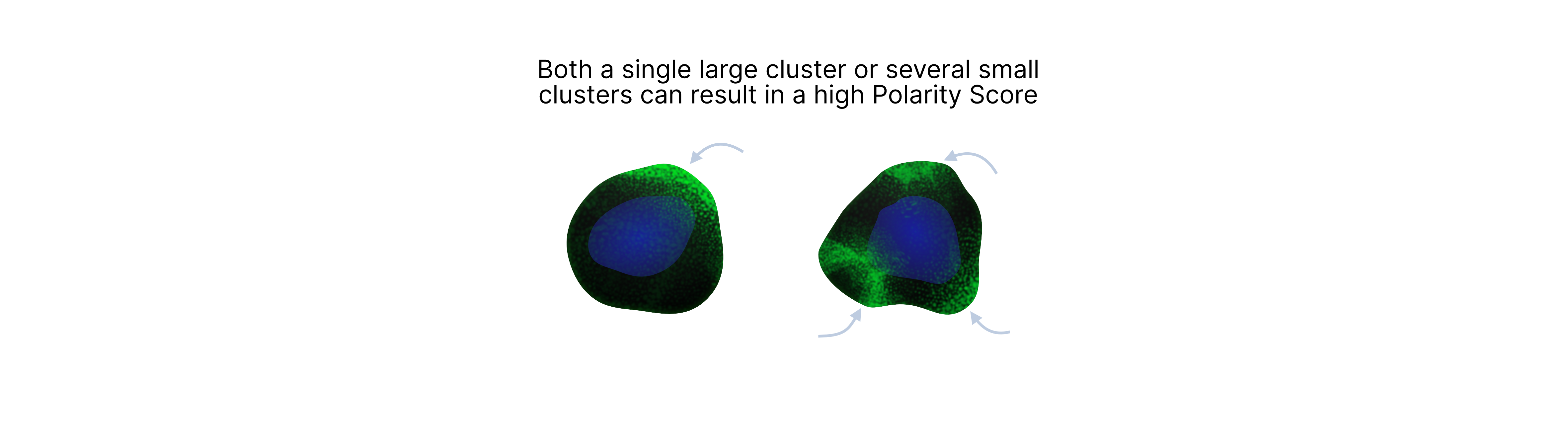 Polarity Score Explained