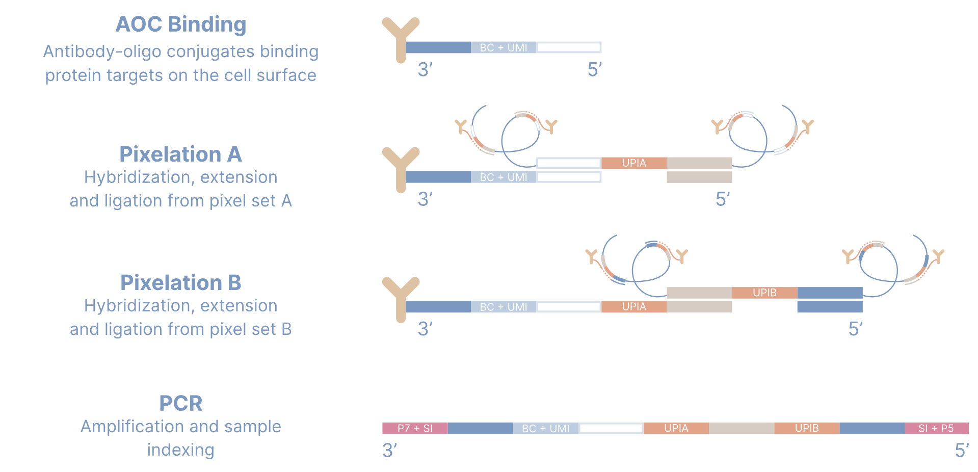 MPX protocol step by step